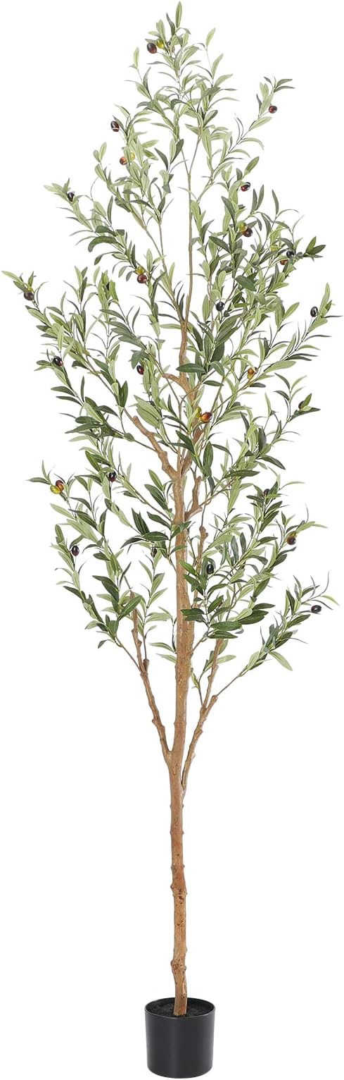 Tall olive tree for height